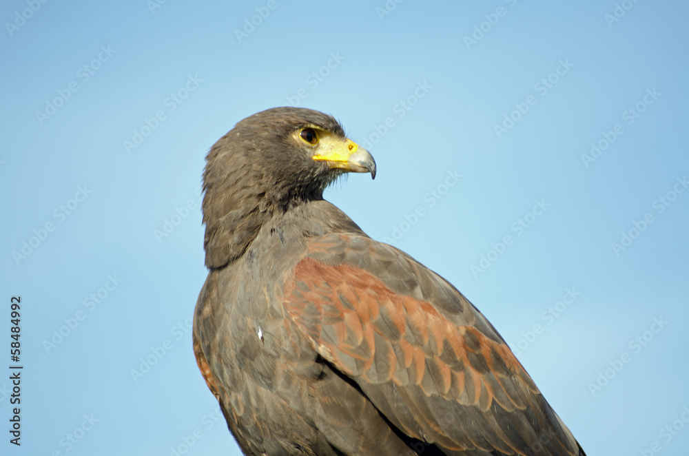 Harris Hawk looking over shoulder Harris Hawk looking over shoulder