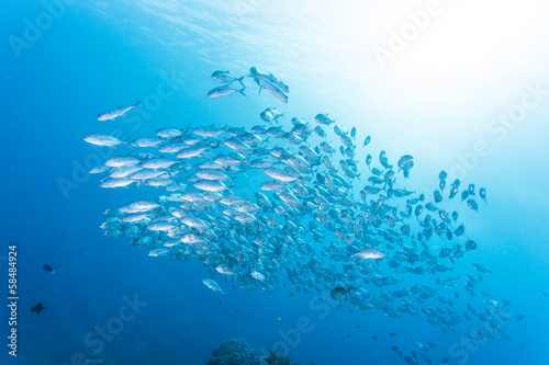 group of jack fish