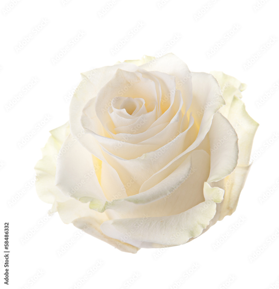 Fototapeta premium Bud of a white rose. isolated