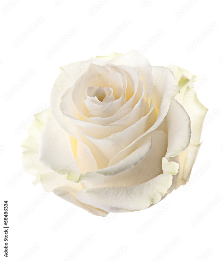 Bud of a white rose. isolated - obrazy, fototapety, plakaty 