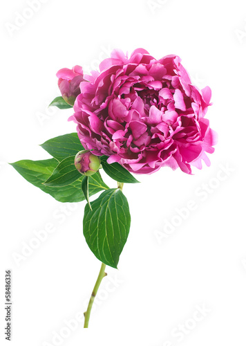Peony flower isolated on a white background.