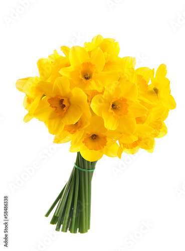 Bouquet of yellow daffodils. Isolated