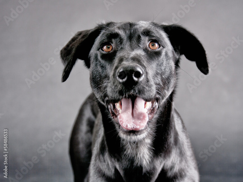 Wallpaper Mural black dog (67) Torontodigital.ca