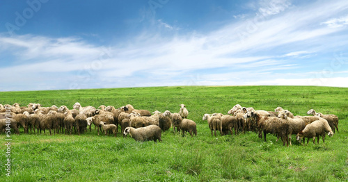 Flock of sheep in pasture and blue sky