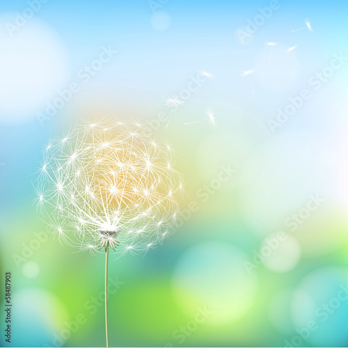 Abstract background with  flower dandelion