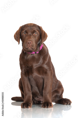 adorable labrador puppy