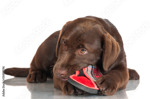 Fotografie puppy chewing slippers