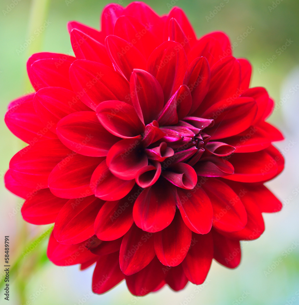 Dahlia