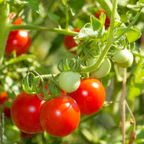 Cluster of red and green cherry tomatoes growing on a vine