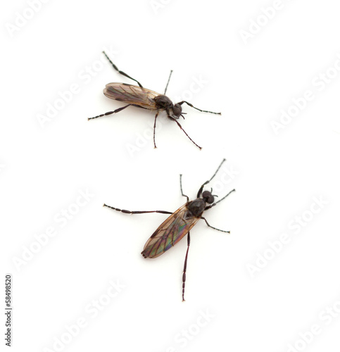 March Fly