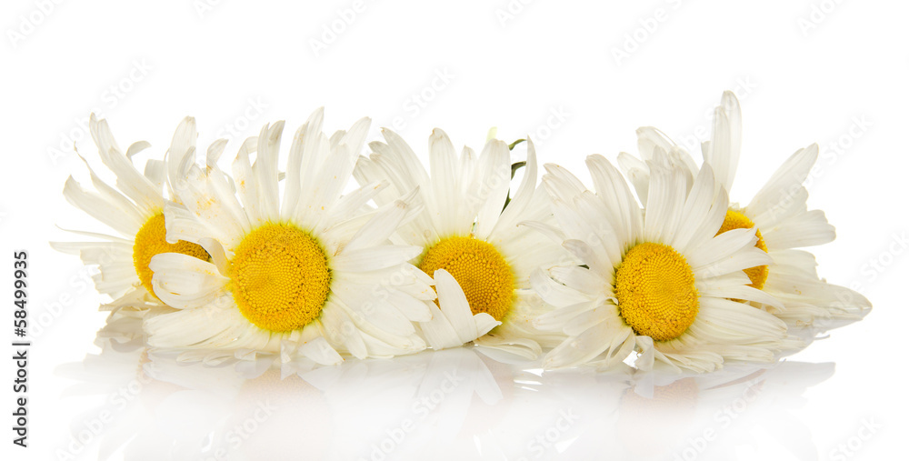 Obraz premium Heads of bright white camomiles