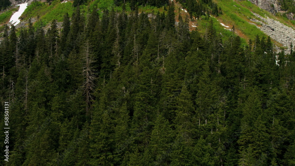 Aerial view Spruce coniferous forestation, Rockies Aerial view Spruce coniferous forestation, Rockies