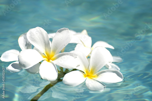 ハワイ アドビストックのデザイン かべいろ Com おしゃれ壁紙リフォーム貼り替え インクジェット壁紙のかべいろ Com