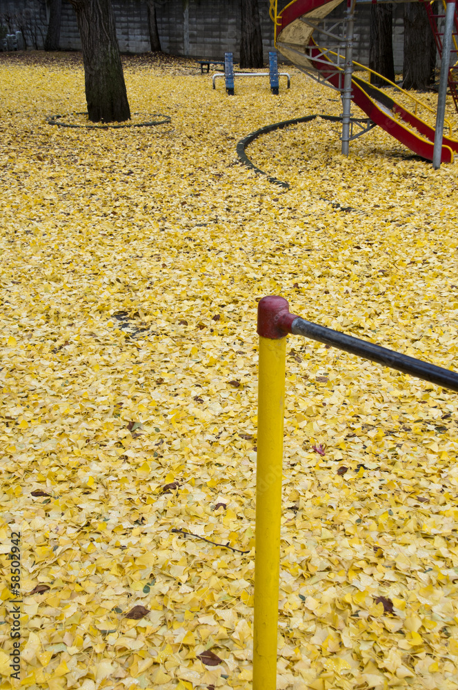 Fototapeta premium 秋の公園