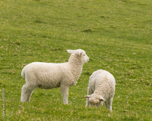 grazing lambs