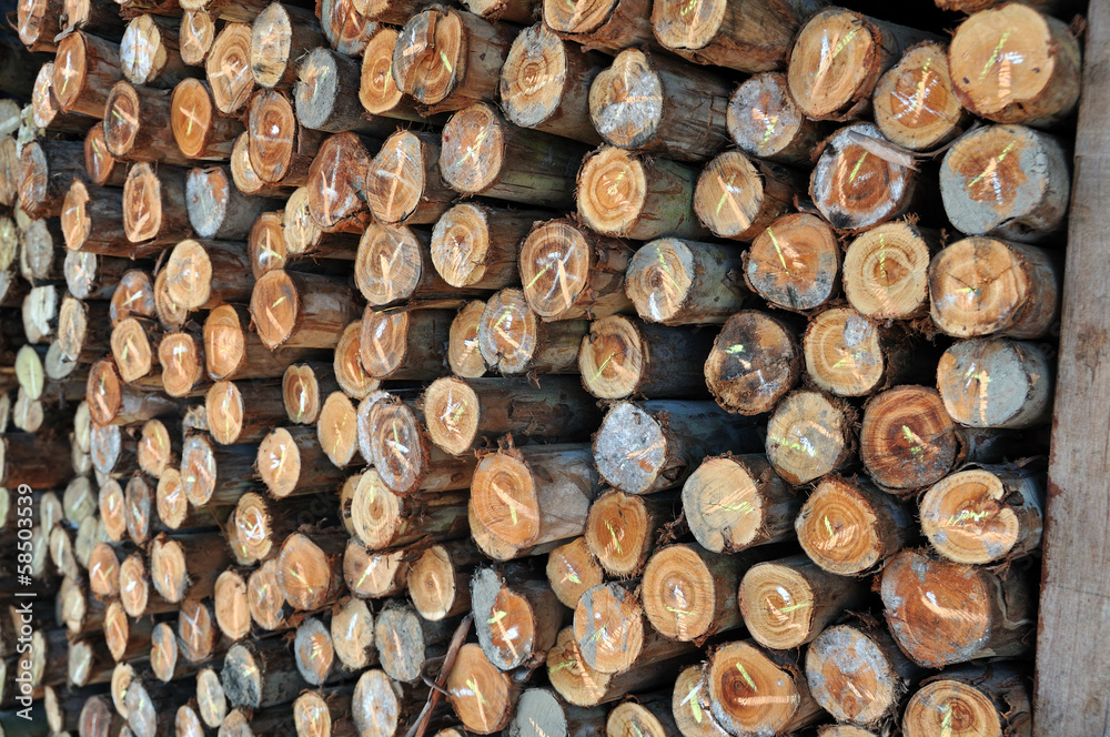 Stacked wood pine timber for construction buildings Background Stacked wood pine timber for construction buildings Background