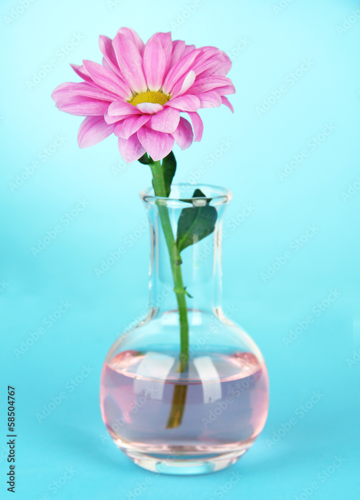 Flower in test-tube on light blue background Flower in test-tube on light blue background