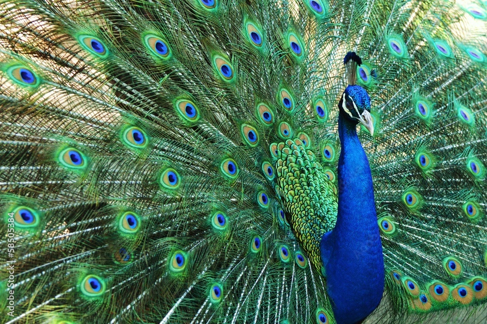 Naklejka premium Peacock Tailfeathers