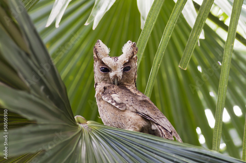 Collared scops owl, Bird of Thailand