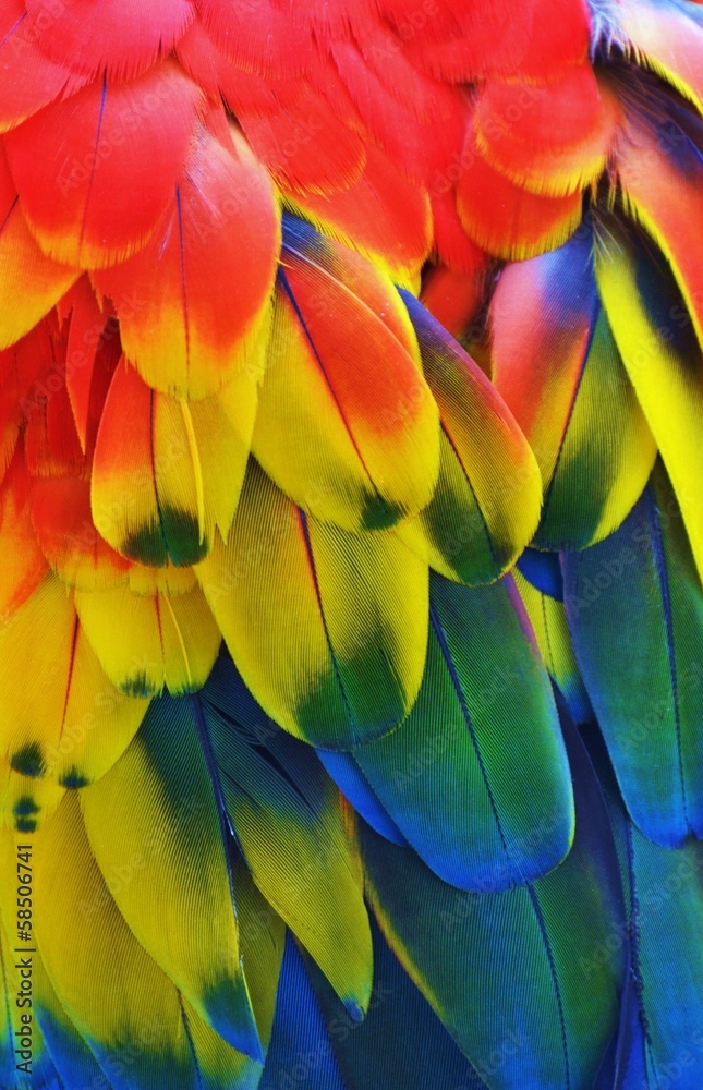 Fototapeta premium Macaw Feathers (Rainbow)