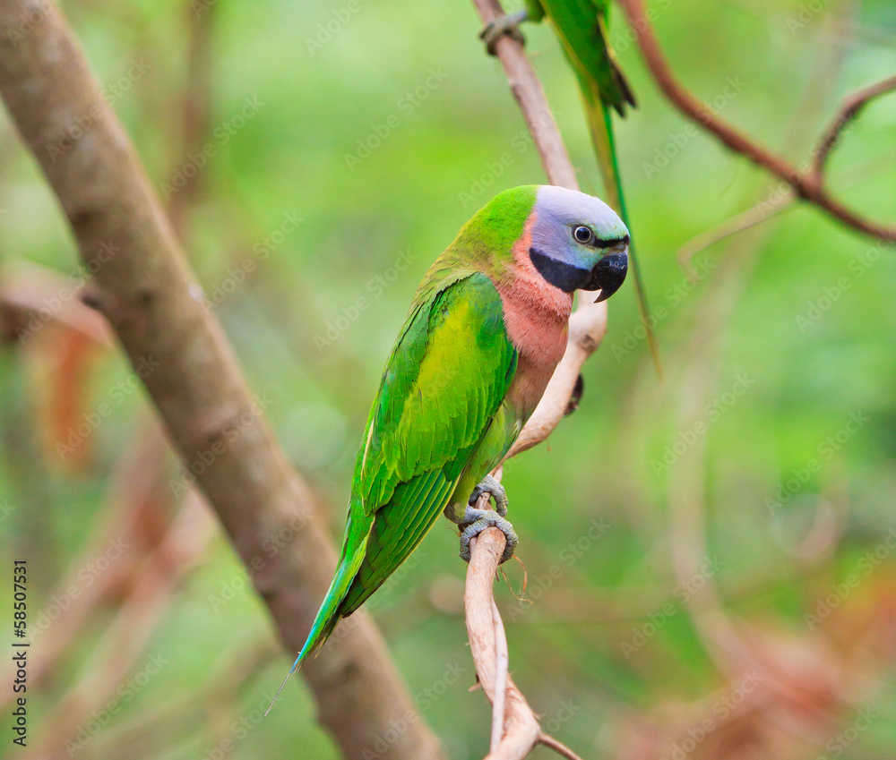 Obraz premium Alexandrine parakeet