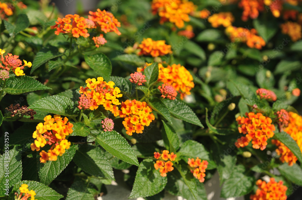 Beautiful Weeping lantanas in garden Beautiful Weeping lantanas in garden