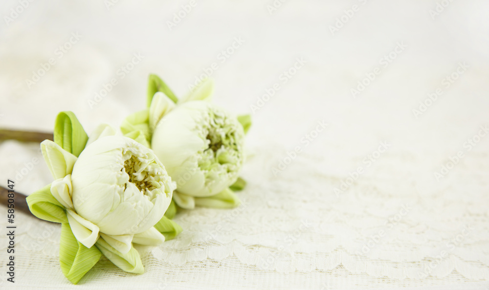 Beautiful white lotus with fold petal on white