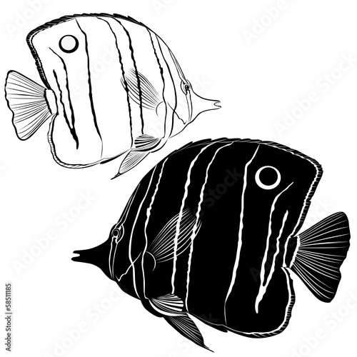sea butterfly fish