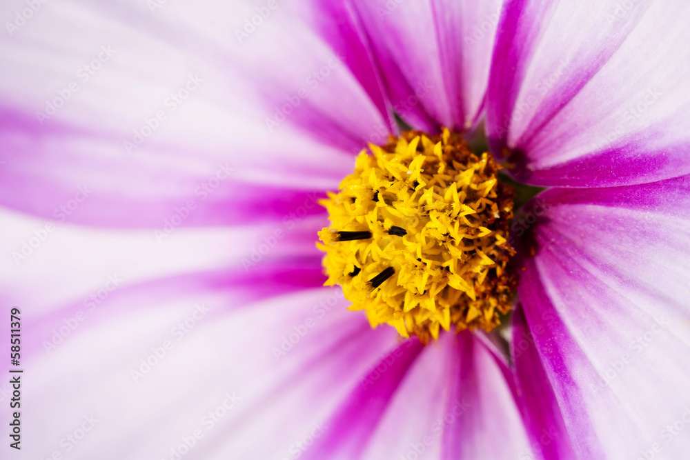 pink flower close-up