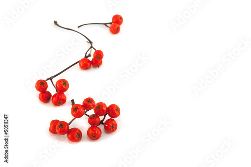 Fotografía mountain ash berries on a branch