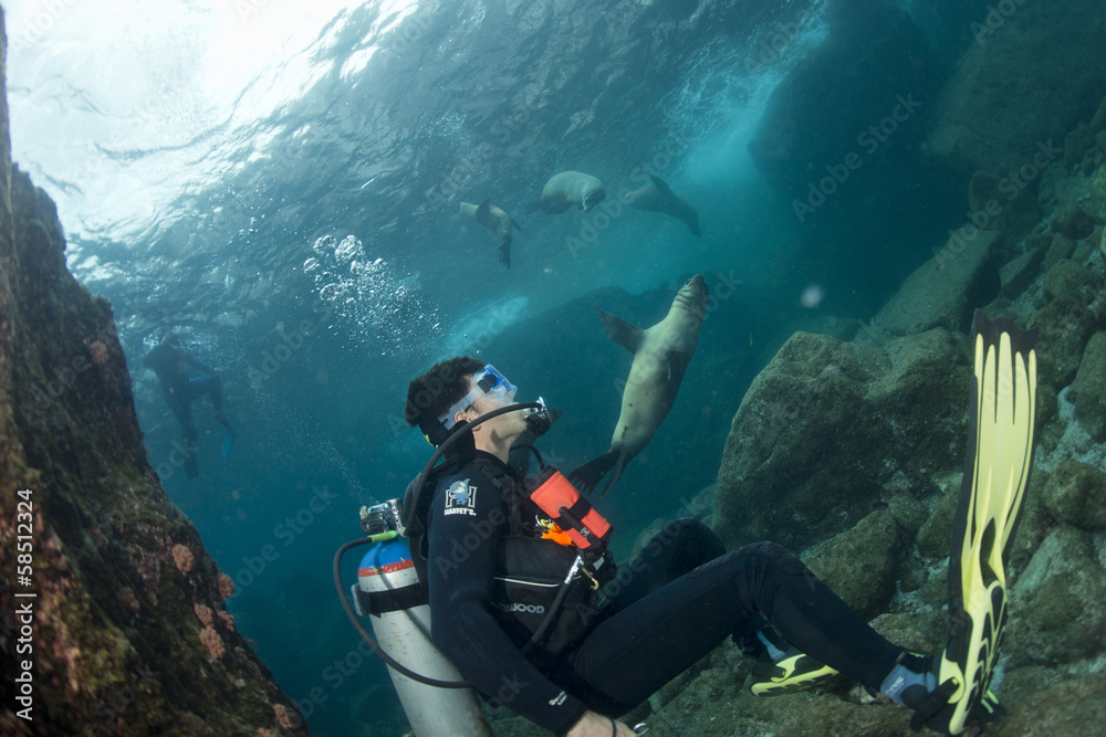 Naklejka premium sea lion underwater looking at you