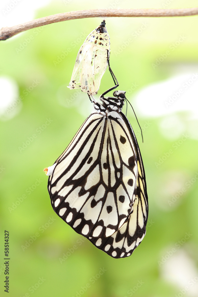 Naklejka premium butterfly change form chrysalis
