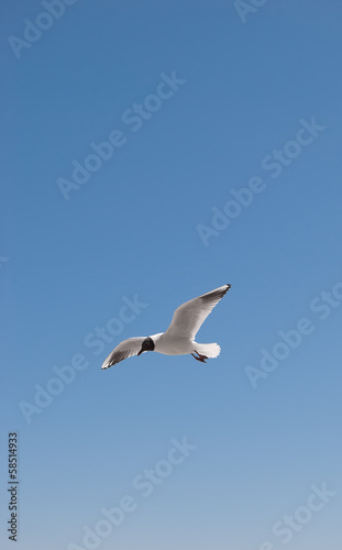 Flight of a gull in a cloudless sky