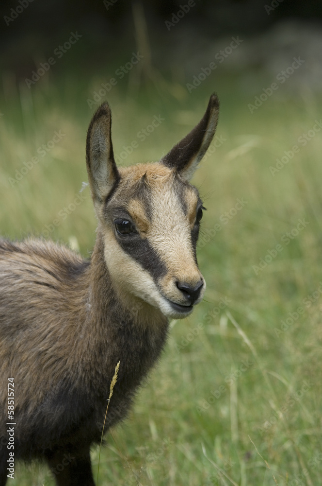 camoscio giovane dell'anno