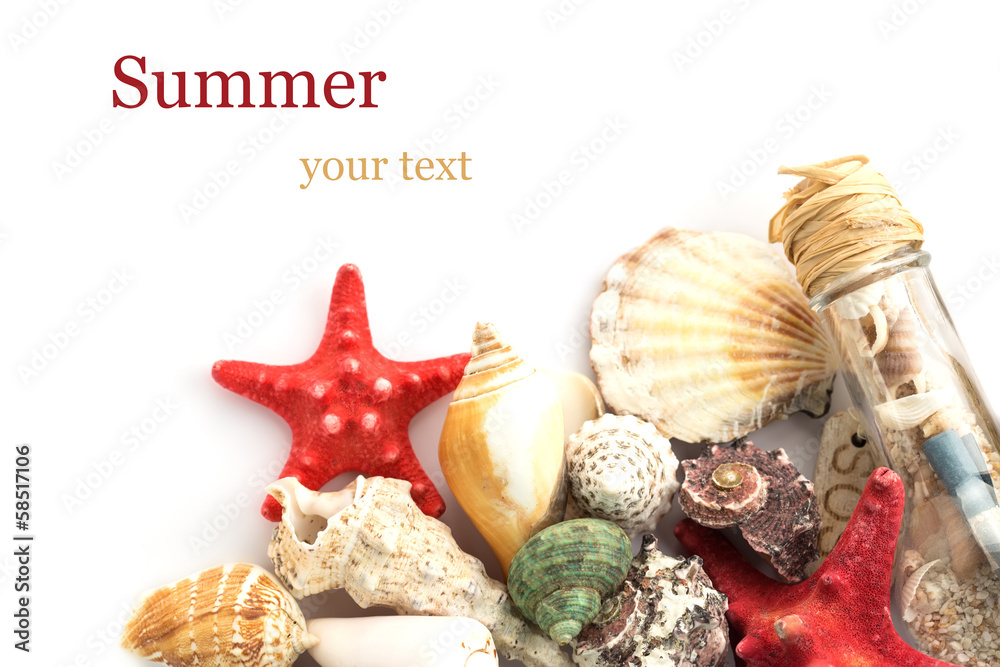 Seashells on white background Seashells on white background