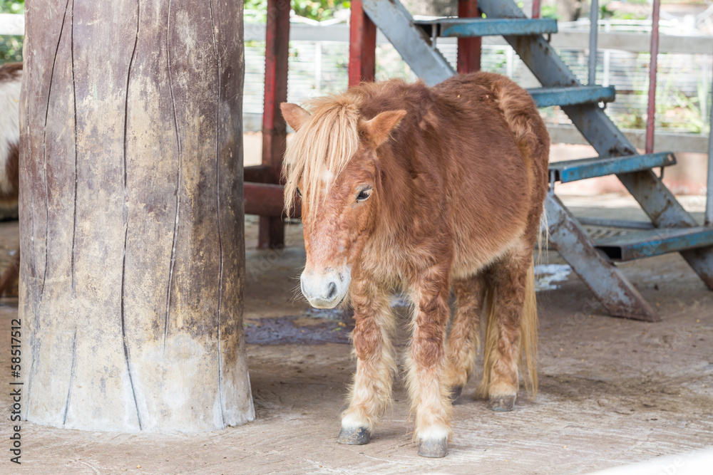 Dwarf horse. Stock Photo | Adobe Stock