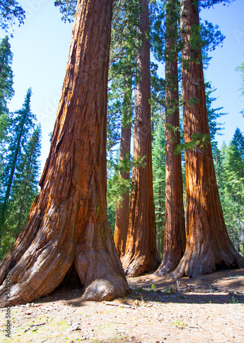 Sequoias in Mariposa grove at Yosemite National Park #58519520