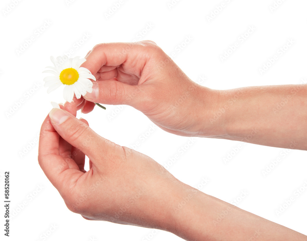 Fototapeta premium Female hands which are tearing off petals at camomile