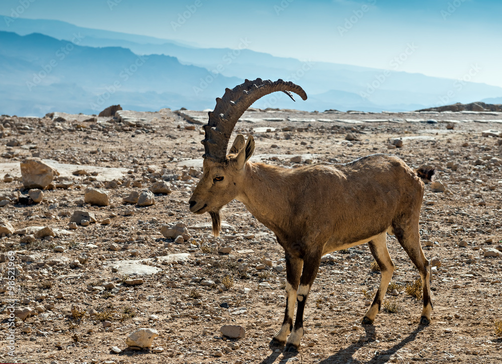 The wild goat - Carpa aegagrus (male)