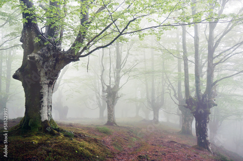 forest with fog and footpath photo