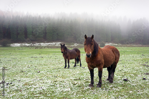 winter landscape with two horses looking