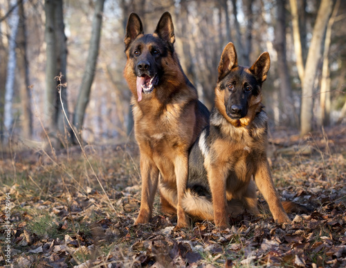 two German Shepherd Dogs sitting at autumn background