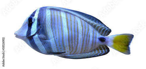 angelfish fish