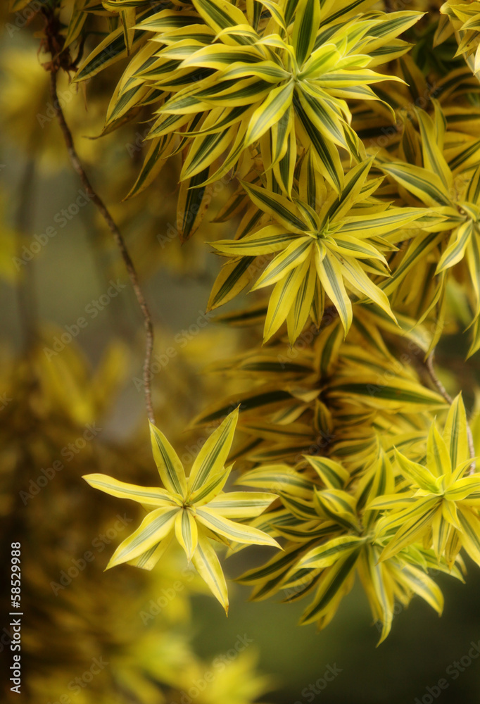 Lleaf Lleaf