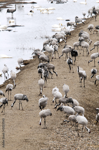 Cranes and swans