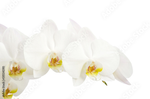 white orchids flower