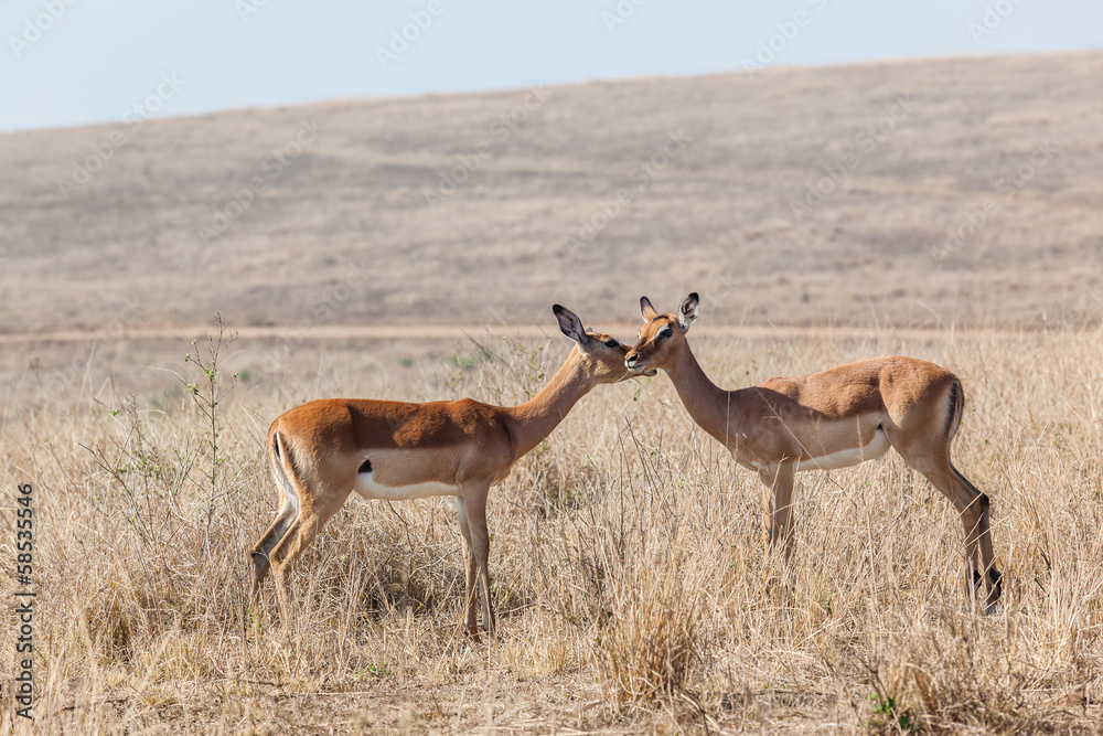 Fototapeta premium Young Bucks Affection