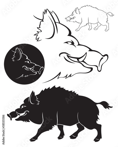 boar