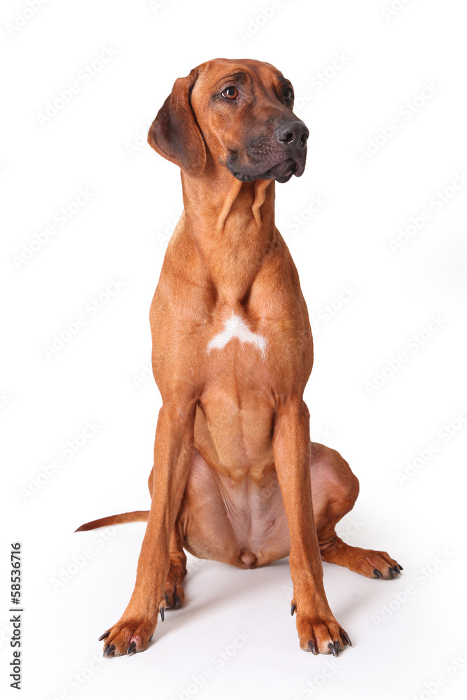 strength dog strength dog