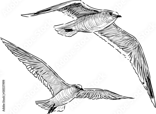 two flying gulls